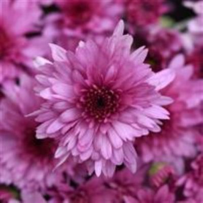 3 qt. Purple Garden Mum