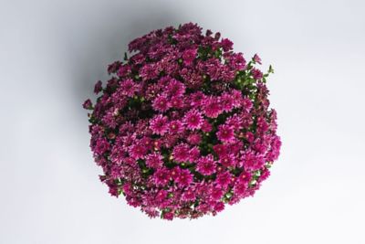 Image showing 3 qt. Potted Purple Garden Mum