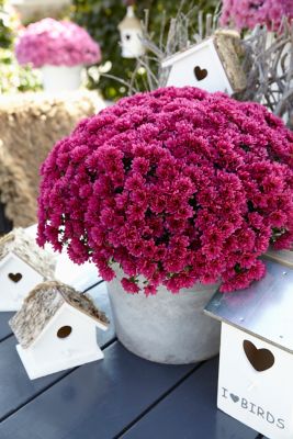 Image showing 3 qt. Potted Purple Garden Mum