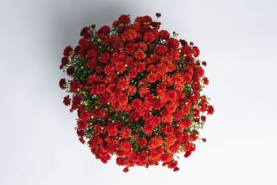 Image showing 3 qt. Potted Red Garden Mum