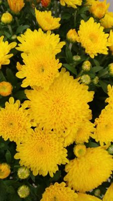 Image showing 3 qt. Potted Yellow Garden Mum