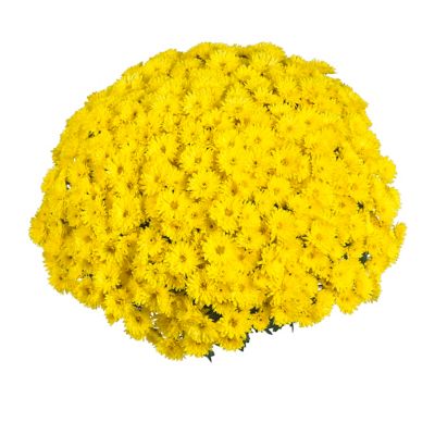 Image showing 3 qt. Potted Yellow Garden Mum