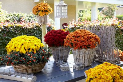 Image showing 3 qt. Potted Yellow Garden Mum