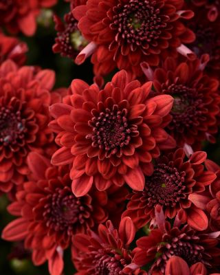 Image showing 1.5 gal. Potted Red Garden Mum