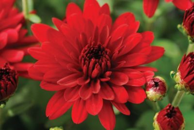 Image showing 1.5 gal. Potted Red Garden Mum