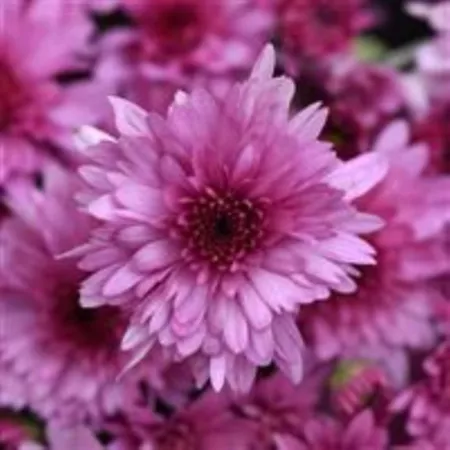 1.5 gallons Purple Garden Mum Perennials