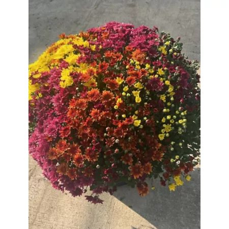 2.3 gallons Tricolor garden mum Perennials