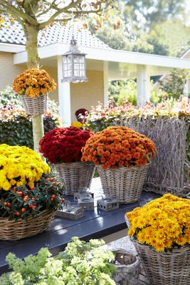 Image showing 2.3 gal. Potted Orange Garden Mum