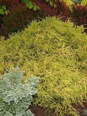 Chamaecyparis Pisifera F. Aurea, 2 gal.
