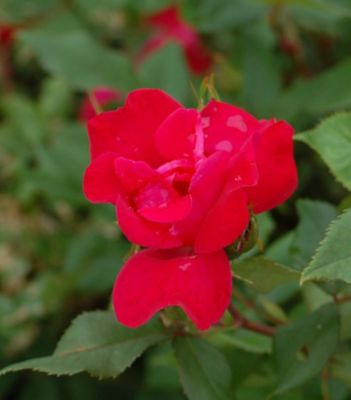 Knockout Rosa Knock Out