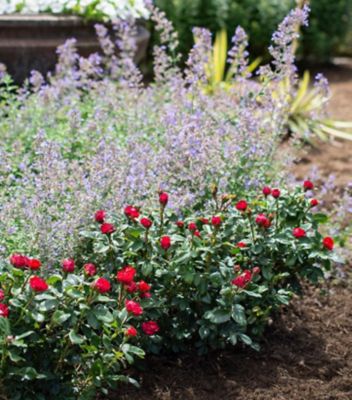 Knockout Rosa Knock Out Petite