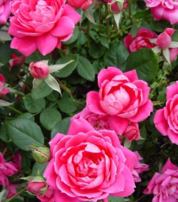 Knockout Rosa Double Pink Knock Out