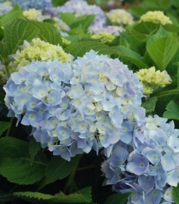 Image showing  Hydrangea M Endless Summer