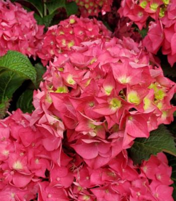 Endless Summer Hydrangea M E.S.Summer Crush