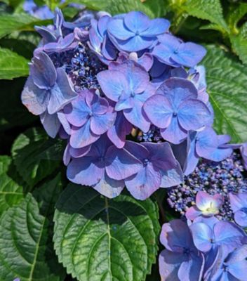 Endless Summer Hydrangea M E.S.Pop Star