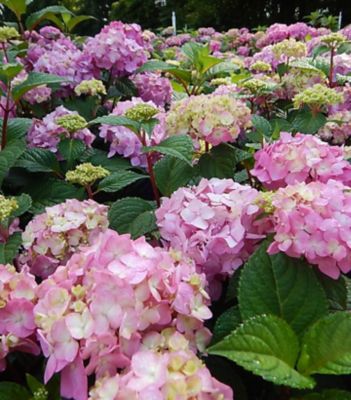 Endless Summer Hydrangea M, E.S.Bloomstruck