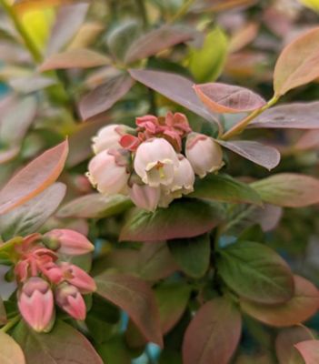 Bushel and Berry Vaccinium, Peach Sorbet