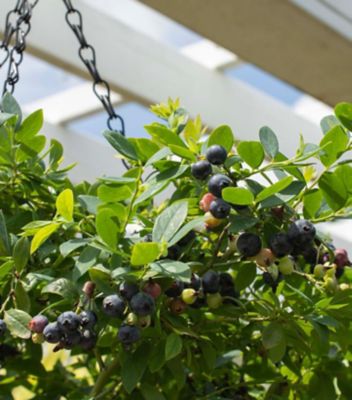 Bushel and Berry Vaccinium, Sapphire Cascade