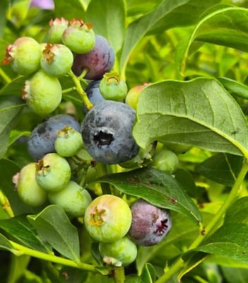 Vaccinium Corymbosum Blue Ray