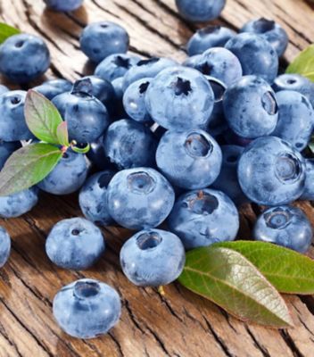 Vaccinium Corymbosum Bluecrop