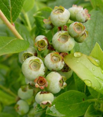 Vaccinium Corymbosum Patriot