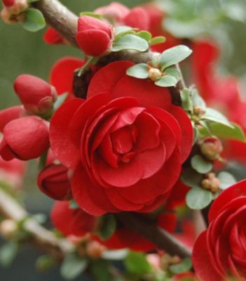Proven Winners Chaenomeles Double Take Scarlet, 2 gal.