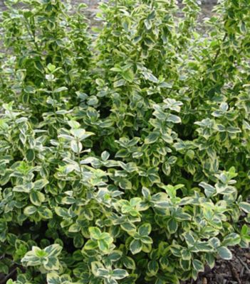 Euonymus Fortunei Emerald N Gold, 2 gal.