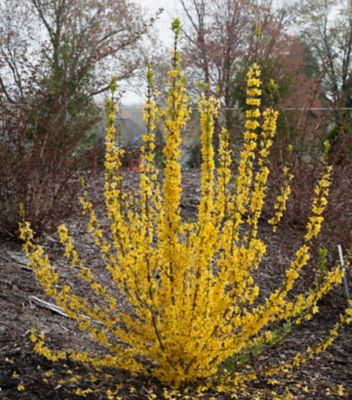 Proven Winners Forsythia x Show Off Starlet, 2 gal.