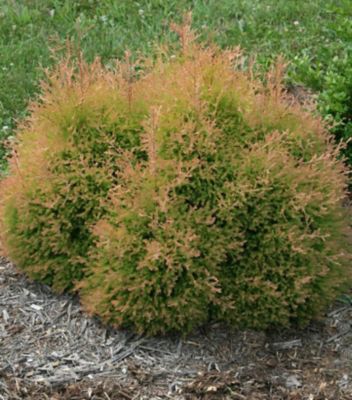 Thuja Occidentalis Fire Chief, 2 gal.
