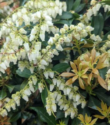 Pieris Japonica Compacta, 2 gal.