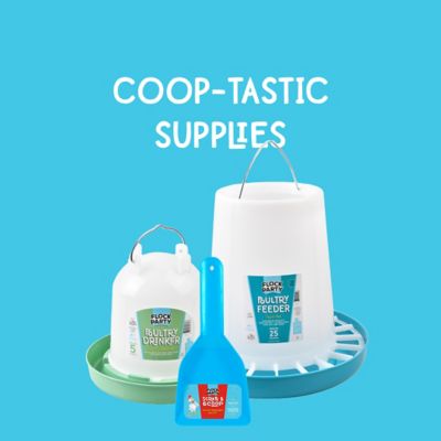 Image showing  Coop Scoop and Scraper