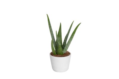 Costa Farms 4 in. Potted Aloe Vera House Plant, 1 pc.