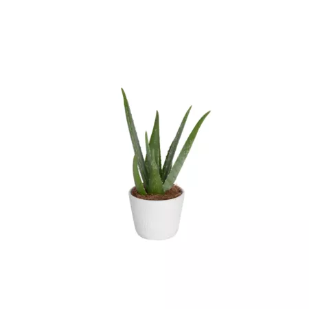 Costa Farms Aloe Vera 4" Potted Houseplant 1 pc. Succulents & House Plants