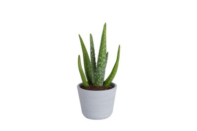 Image showing  4 in. Potted Aloe Vera House Plant, 1 pc.