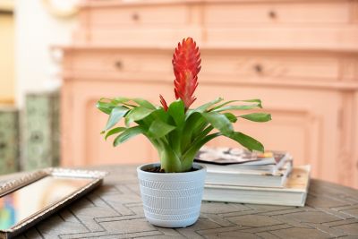 Costa Farms 4 in. Potted Bromeliad House Plant, 1 pc.