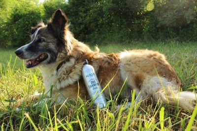 Image showing  Concentrated Shampoo Pouch for Puppies, 40g