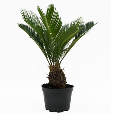 Costa Farms Sago Palm Tree House Plant in 6-in Pot