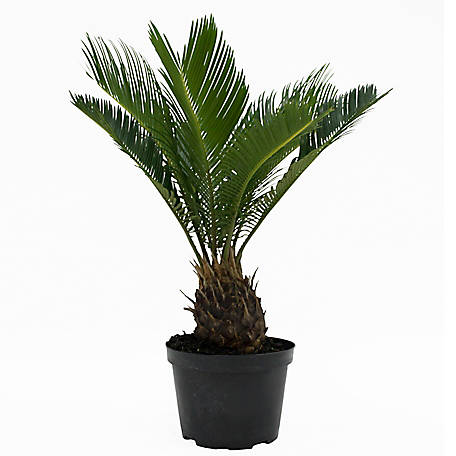 Costa Farms Sago Palm Tree House Plant in 6-in Pot