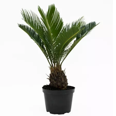 Costa Farms Sago Palm Potted Houseplant in 6" Pot 1 Count Succulents & House Plants