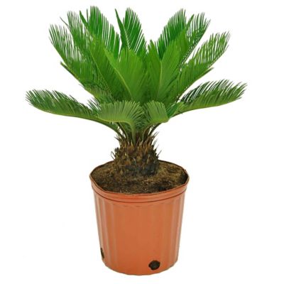 Costa Farms Potted Sago Palm Tree House Plant in 10 in. Pot, 1 pc.