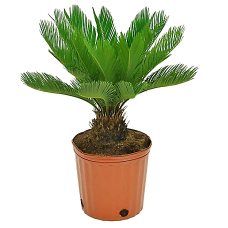 Costa Farms Sago Palm Tree House Plant in 10-in Pot
