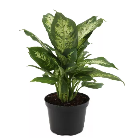 Costa Farms 6" Dumb Cane Potted Houseplant in Grow Pot 1 Count Succulents & House Plants