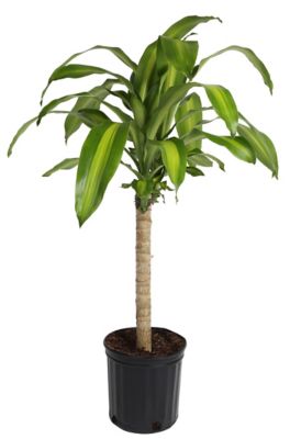 Costa Farms Mass Cane House Plant in 10-in Planter