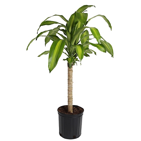 Costa Farms 40 in. Mass Cane Houseplant in 10 in. Planter, 1 pc.