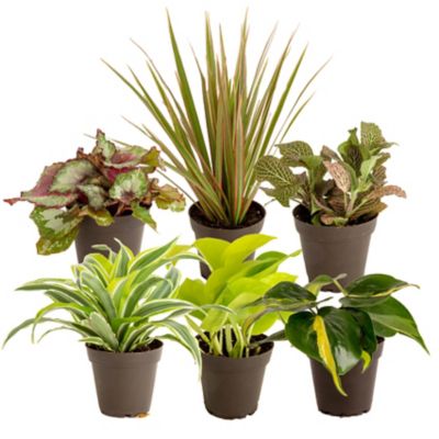 Costa Farms 4 in. Potted Clean Air Foliage House Plant Collection, 6 pc.