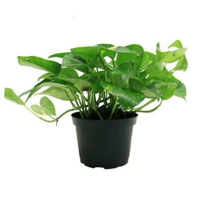 Costa Farms 10 in. Devil's Ivy Pothos Houseplant in 6 in. Pot, 1 pc.