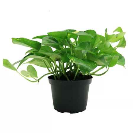 Costa Farms Devil's Ivy Pothos 10" Potted Houseplant in 6" Pot 1 Count. Succulents & House Plants