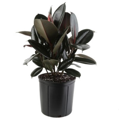 Costa Farms 10 in. Burgundy Rubber Plant in Pot, 1 pc.