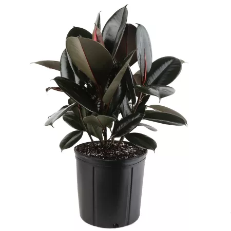 Costa Farms Burgundy Rubber Houseplant in 10" Pot 1 pc. Succulents & House Plants