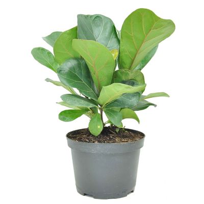 Costa Farms Fiddle Leaf Fig Tree Bush in Grower Pot